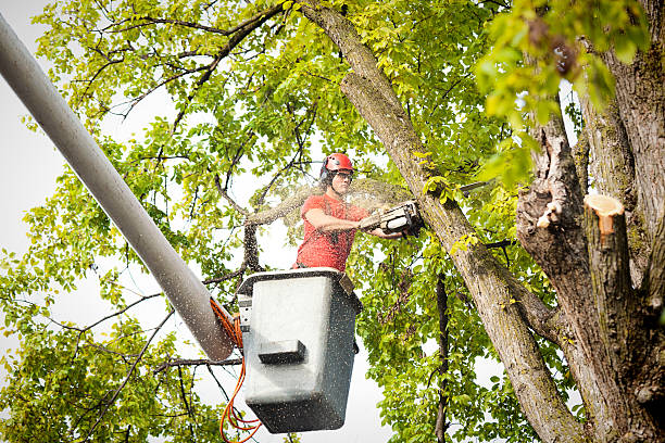 How Our Tree Care Process Works  in  Post Falls, ID